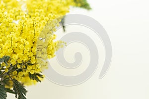 Acacia dealbata. Yellow mimosa flowers on a yellow background. Copy space