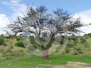 Acacia erioloba - Camel thorn