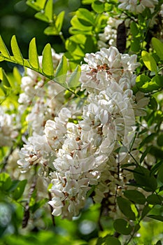 Acacia flowers, a tree also known as Black Locust or Blackbird (Robinia pseudoacacia) photo