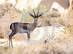 Acacia gazelle, Arava, Negev, Israel - 4