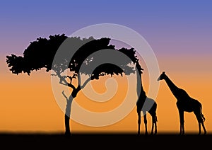 Acacia and giraffes silhouette