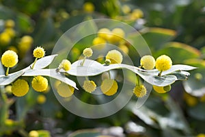 Acacia Glaucoptera Flat Wattle