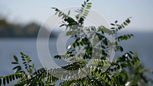 Acacia green tree leaves waving close up