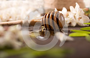 Acacia honey and flowering acacia