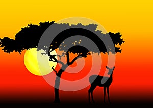 Acacia and impala in sunset