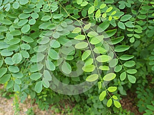 Acacia leaf