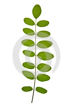 Acacia leaf