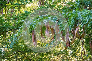 Acacia leaves with a pattern and long green pods with seeds on a blurred background of. Fresh foliage and branches in the park