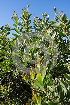 Acacia Melanoxylon photo