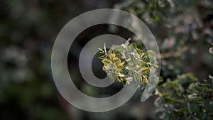 Acacia mellifera, loof en dorings, Steenbokpan,Lonicera ligustrina