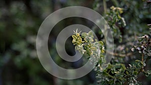 Acacia mellifera, loof en dorings, Steenbokpan,Lonicera ligustrina