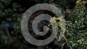 Acacia mellifera, loof en dorings, Steenbokpan,Lonicera ligustrina