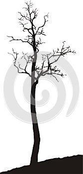 Acacia, an old dry tree