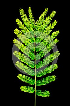 Acacia Pennata leaf texture isolated on black photo