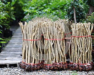 Acacia pennata tree in garden