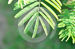 Acacia pennata, Tropical Acacia or Climbing wattle or Acacia or Cha om or FABACEAE or LEGUMINOSAE or MIMOSOIDEAE or MIMOSACEAE