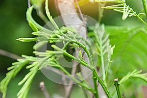 Acacia pennata Willd insuavis Nielsen Mimosaceae - Senegalia pennata on tree in the nature vegetable Thai herbal leaves and food