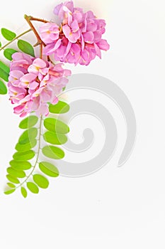 Acacia pink flowers- Robinia hispida photo
