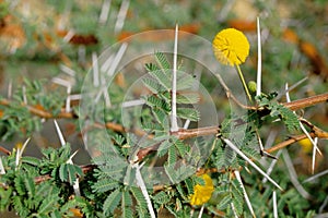 Acacia plant thorns photo