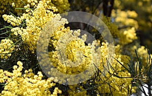 Acacia pycnantha, commonly known as the Golden Wattle