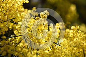 Acacia pycnantha, commonly known as the Golden Wattle