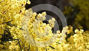 Acacia pycnantha, commonly known as the Golden Wattle