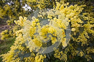 Acacia pycnantha, commonly known as the golden wattle, is a tree