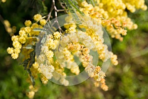 Acacia pycnantha, commonly known as the golden wattle, is a tree of the to Australia