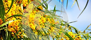 Acacia pycnantha, Golden Wattle, Australian floral emblem flowers closeup.