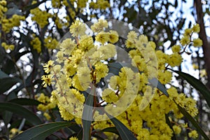 Acacia pycnantha golden wattle yellow flower