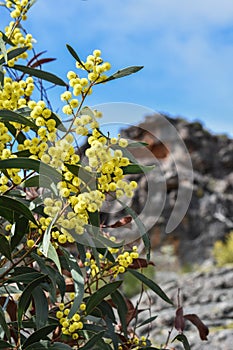 Acacia pycnantha golden wattle yellow flower