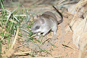 Acacia rat
