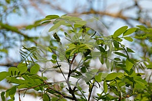Acacia - Robinia pseudoacacia leaves