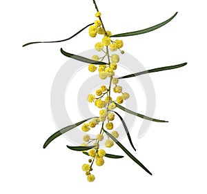 Acacia saligna