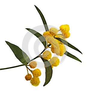 Acacia saligna