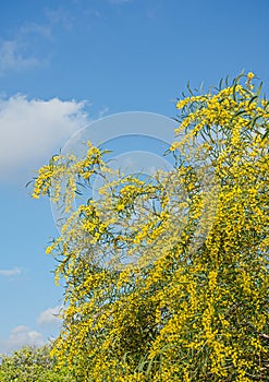 Acacia saligna