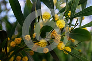 Acacia saligna coojong, golden wattle, orange wattle flowers close up.