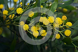 Acacia saligna coojong, golden wattle, orange wattle flowers close up.