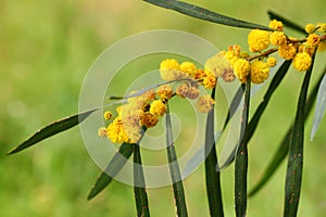 Acacia saligna. Macro shoot in spring nature