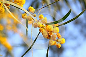 Acacia saligna, Spring flowering tree. Macro shoot in nature