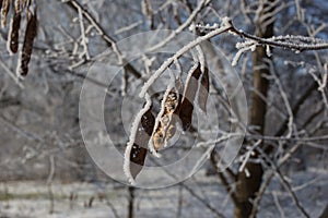 Acacia seeds covered with hoarfrost. Plants in winter time