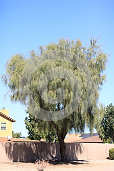 Acacia stenophylla or Shoestring Acacia tree in Phoenix, AZ