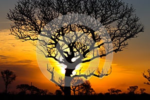 Acacia during summer. Sunset in Sabisands, Africa