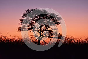 Acacia sunset