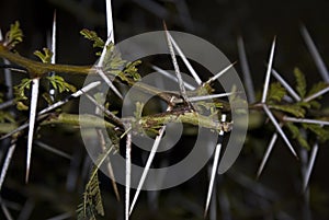 Acacia Thorn Tree