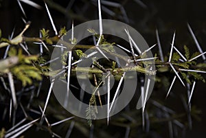 Acacia Thorn Tree - Wider Angle