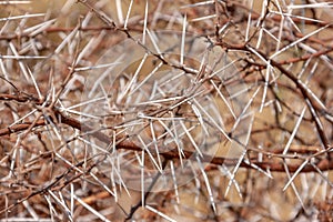 Acacia thorns texture