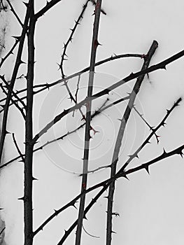 Acacia thorns on whote background