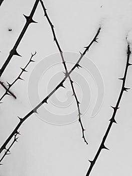 Acacia thorns on whote background