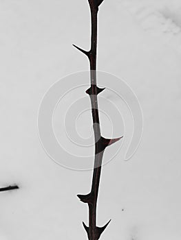 Acacia thorns on whote background photo